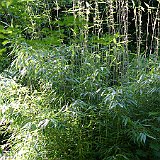 Fargesia robusta Big Leaves7-2012.JPG